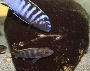 Labidochromis sp. 'mbamba'